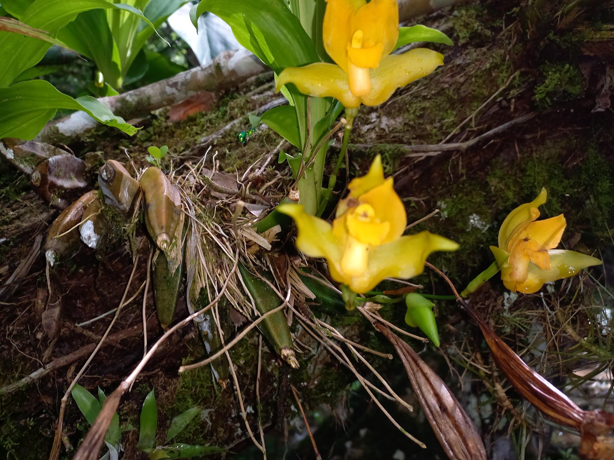 Lycaste cruenta